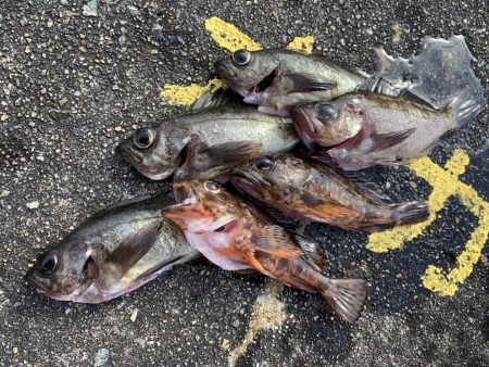 納竿釣行>* ))))><…