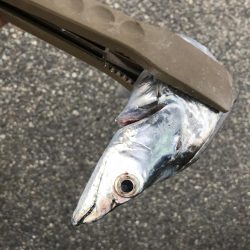 太刀魚、カマス、アジ、サバGET