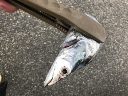 太刀魚、カマス、アジ、サバGET