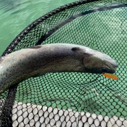 かめプー　1日でガチ勢増えた