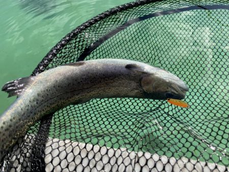 かめプー　1日でガチ勢増えた