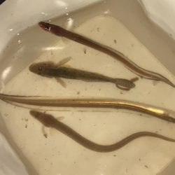 夜釣りのアナゴ釣り