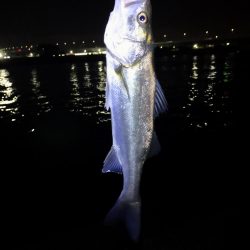 小さいけどシーバス