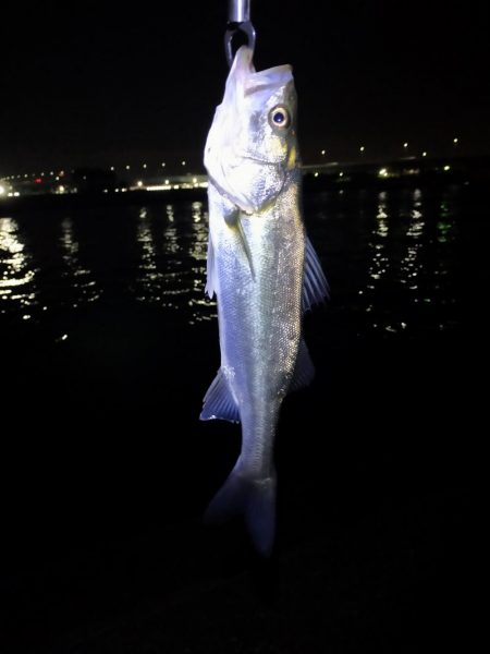 小さいけどシーバス