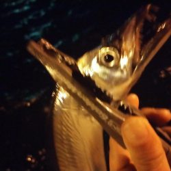 まだ釣れる