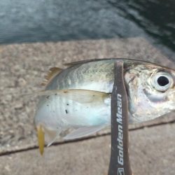 サバが沸いてる