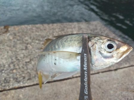 サバが沸いてる