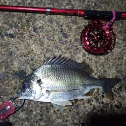 2021/11/30 南港ヘチ釣り（根魚狙い）