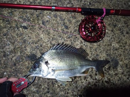 2021/11/30 南港ヘチ釣り（根魚狙い）