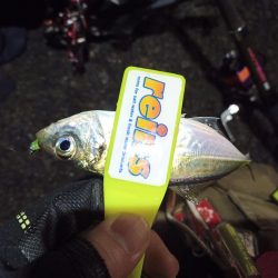 2021/12/1 南港アジング釣行～暴風