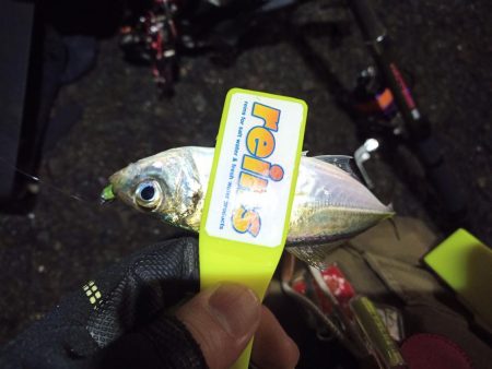 2021/12/1 南港アジング釣行～暴風…