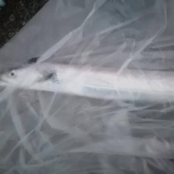 5度目の正直 今季初タチウオゲット!