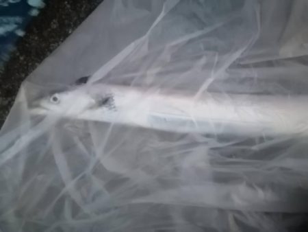 ５度目の正直　今季初タチウオゲット！