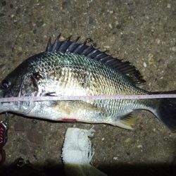 2021/12/3 南港ヘチ釣り