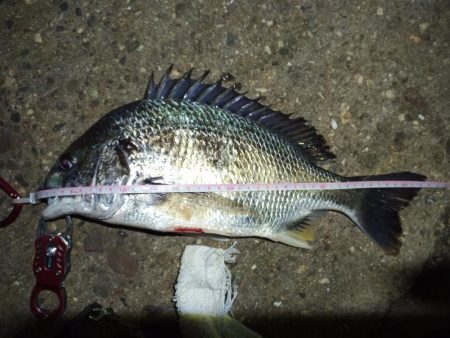 2021/12/3 南港ヘチ釣り