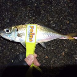 2021/12/4 南港アジング釣行~中アジ、小アジ、サバ好釣果