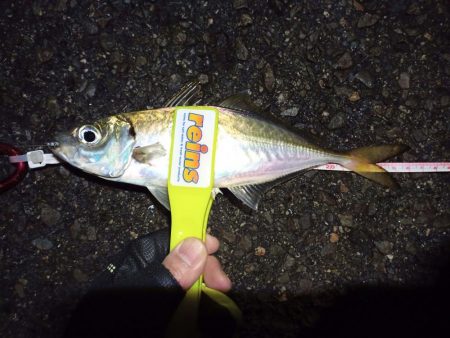 2021/12/4 南港アジング釣行~中アジ、小アジ、サバ好釣果