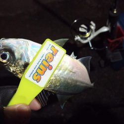 2021/12/6 南港アジング釣行～降雨前アジング