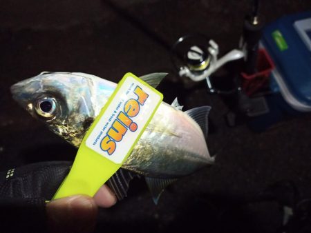 2021/12/6 南港アジング釣行～降雨…