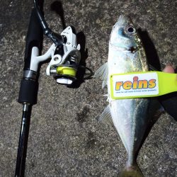 2021/12/8 南港アジング釣行