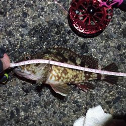 2021/12/10 南港ヘチ釣り~根魚狙い