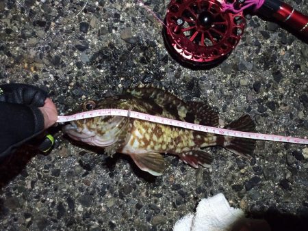 2021/12/10 南港ヘチ釣り～根魚狙…