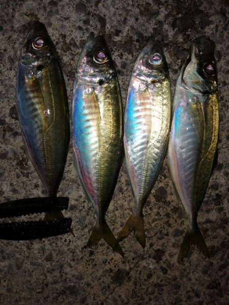 たまにはこんな日も