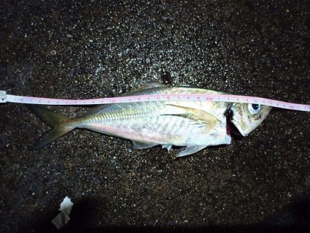 2021/12/11 南港アジング釣行