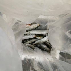 マイワシ湧いてます。タチウオは厳しい～