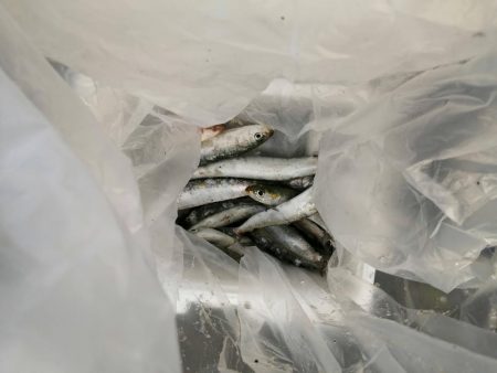 マイワシ湧いてます。タチウオは厳しい～