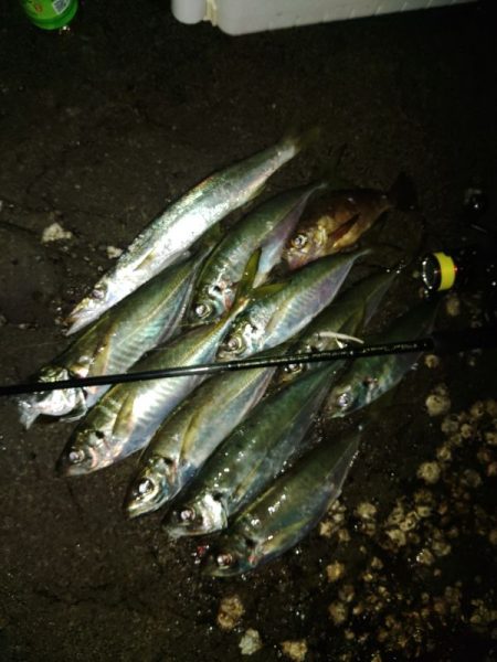 (尺アジ)フロートゲーム