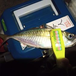 2021/12/15 南港アジング釣行