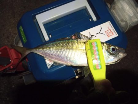 2021/12/15 南港アジング釣行