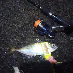 2021/12/18 南港アジング釣行~暴風アジング