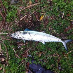 白杉サゴシ続報