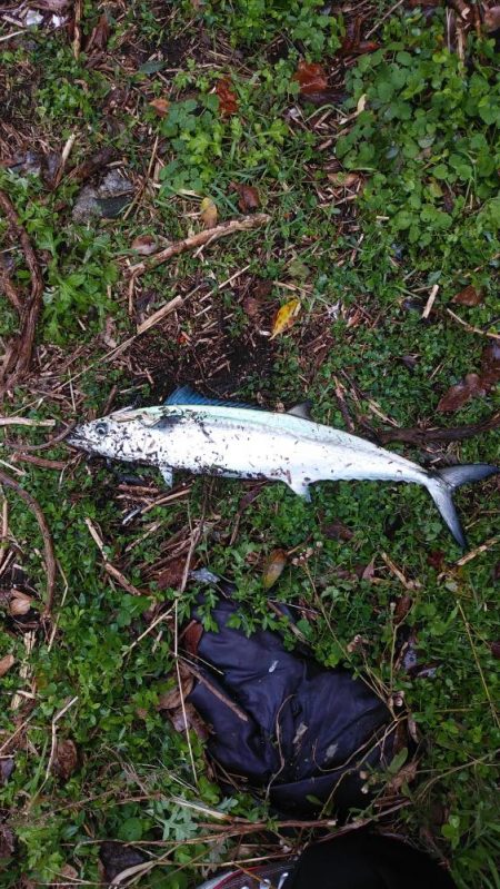 白杉サゴシ続報