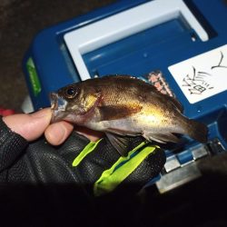 2021/12/19 南港ライトゲーム釣行～風裏での釣り