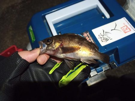 2021/12/19 南港ライトゲーム釣行…