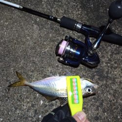 2021/12/20 南港アジング釣行~風の中のアジング