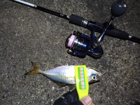 2021/12/20 南港アジング釣行~風の中のアジング