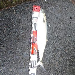 白杉サゴシ続報