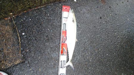 白杉サゴシ続報