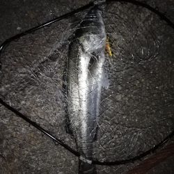 久々スズキ釣り