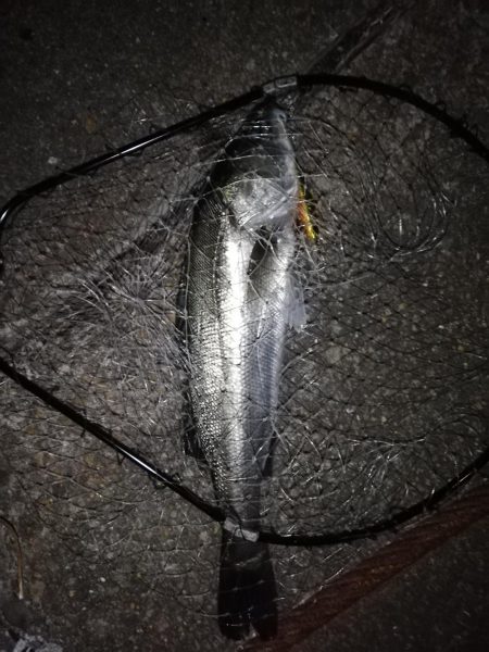 久々スズキ釣り