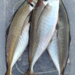 ジグ単アジング