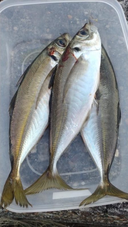 ジグ単アジング