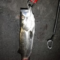 2日連続スズキ釣りへ