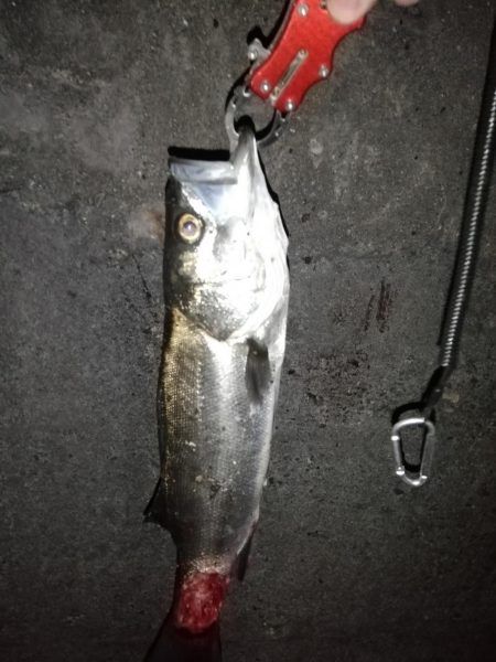 2日連続スズキ釣りへ