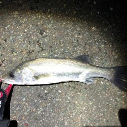 シーバス 降雪の後