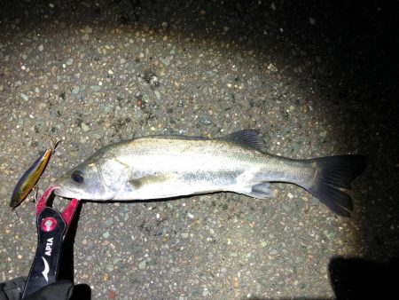 シーバス　降雪の後